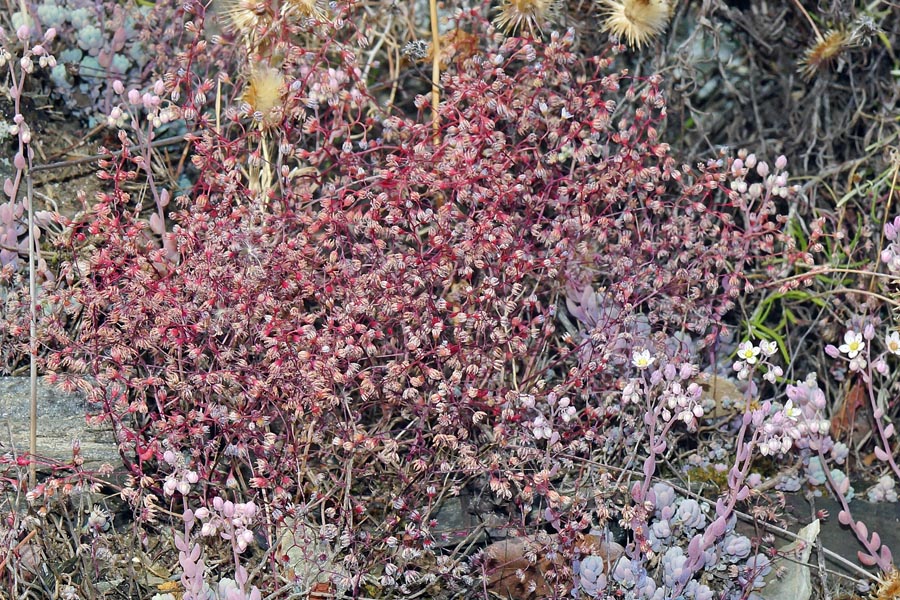 Sedum caeruleum / Borracina azzurra
